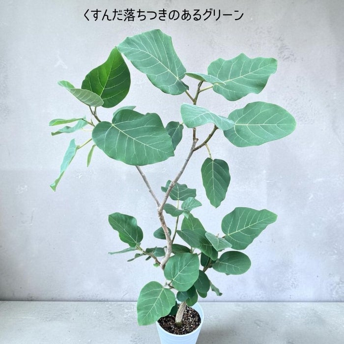 観葉植物現品販売