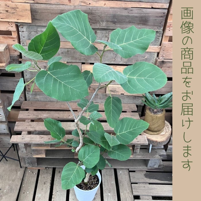 観葉植物現品販売