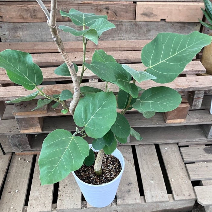 観葉植物現品販売