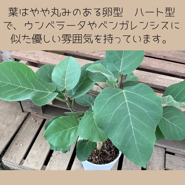 観葉植物現品販売