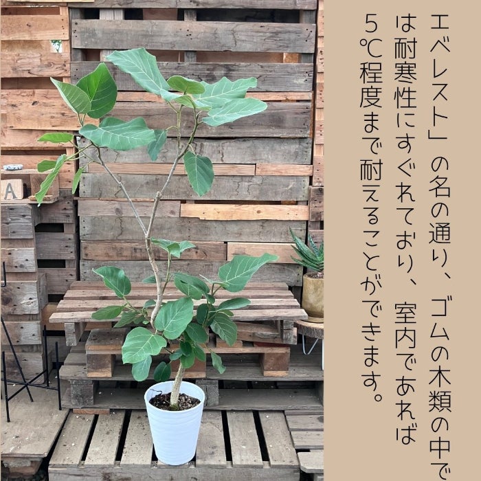 観葉植物現品販売