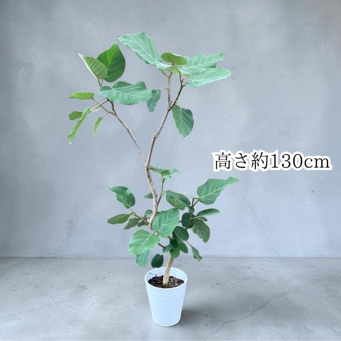 観葉植物現品販売