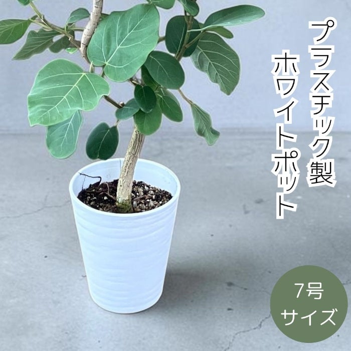 観葉植物現品販売