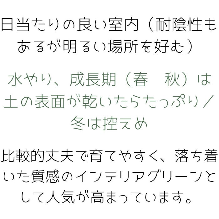 観葉植物現品販売