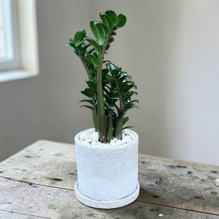 観葉植物 本物 【現品販売】希少 コンパクトなザミオクルカス