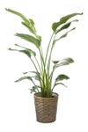 観葉植物 通販 ストレリチア・オーガスタ 10号 キャラメルブラウン鉢カバー付きセット 観葉植物 本物