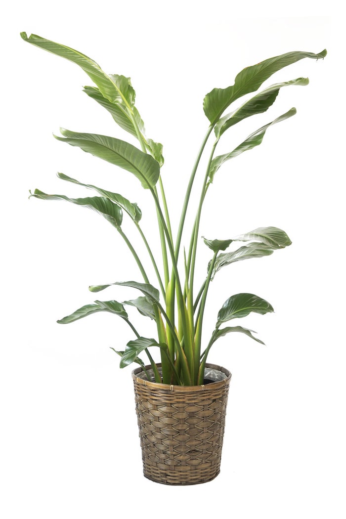 観葉植物 通販 ストレリチア・オーガスタ 10号 キャラメルブラウン鉢カバー付きセット 観葉植物 本物