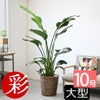 観葉植物 通販 ストレリチア・オーガスタ 10号 キャラメルブラウン鉢カバー付きセット 観葉植物 本物