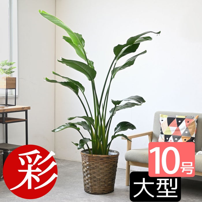 観葉植物 通販 ストレリチア・オーガスタ 10号 キャラメルブラウン鉢カバー付きセット 観葉植物 本物