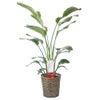 観葉植物 通販 ストレリチア・オーガスタ 10号 キャラメルブラウン鉢カバー付きセット 観葉植物 本物