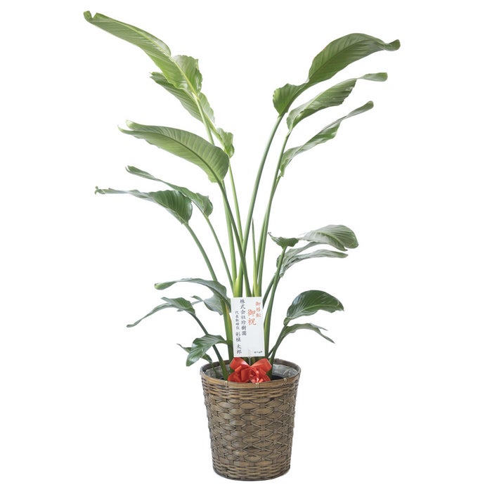 観葉植物 通販 ストレリチア・オーガスタ 10号 キャラメルブラウン鉢カバー付きセット 観葉植物 本物