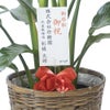 観葉植物 通販 ストレリチア・オーガスタ 10号 キャラメルブラウン鉢カバー付きセット 観葉植物 本物