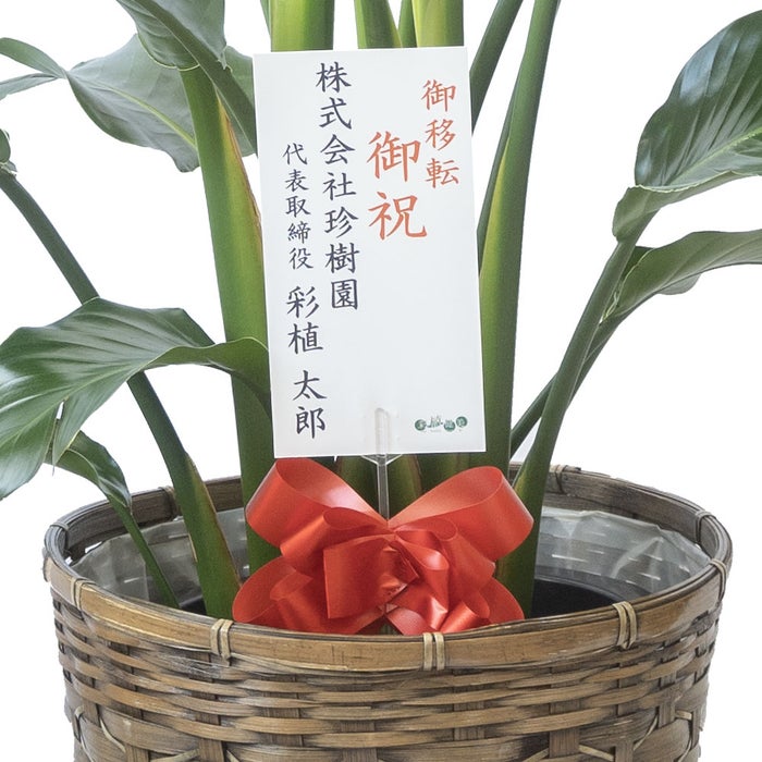 観葉植物 通販 ストレリチア・オーガスタ 10号 キャラメルブラウン鉢カバー付きセット 観葉植物 本物