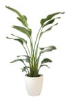 観葉植物 通販 ストレリチア・オーガスタ 10号 ラスター白鉢カバー付きセット 観葉植物 本物