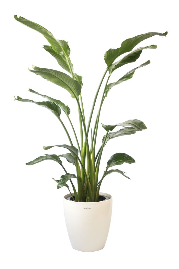 観葉植物 通販 ストレリチア・オーガスタ 10号 ラスター白鉢カバー付きセット 観葉植物 本物