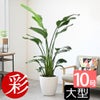 観葉植物 通販 ストレリチア・オーガスタ 10号 ラスター白鉢カバー付きセット 観葉植物 本物