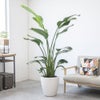 観葉植物 通販 ストレリチア・オーガスタ 10号 ラスター白鉢カバー付きセット 観葉植物 本物