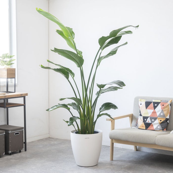 観葉植物 通販 ストレリチア・オーガスタ 10号 ラスター白鉢カバー付きセット 観葉植物 本物