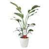 観葉植物 通販 ストレリチア・オーガスタ 10号 ラスター白鉢カバー付きセット 観葉植物 本物