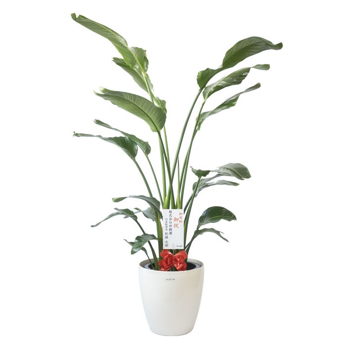 観葉植物 通販 ストレリチア・オーガスタ 10号 ラスター白鉢カバー付きセット 観葉植物 本物