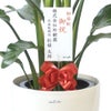 観葉植物 通販 ストレリチア・オーガスタ 10号 ラスター白鉢カバー付きセット 観葉植物 本物