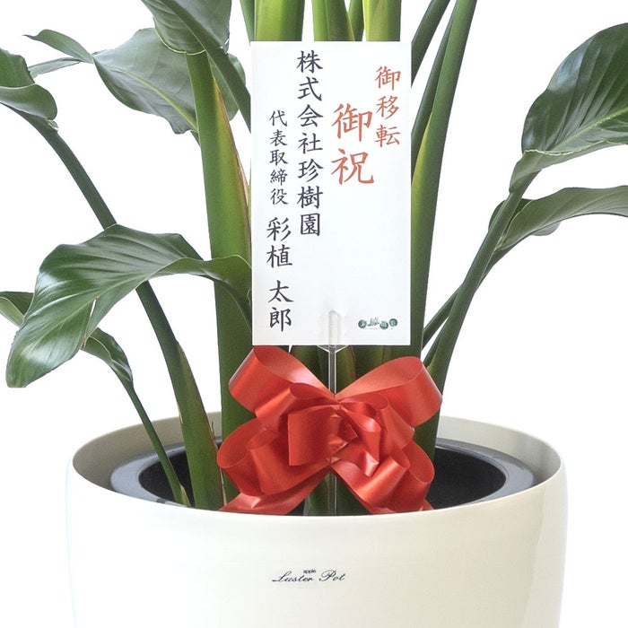 観葉植物 通販 ストレリチア・オーガスタ 10号 ラスター白鉢カバー付きセット 観葉植物 本物