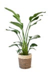 観葉植物 通販 ストレリチア・オーガスタ 10号 ツートーン鉢カバー付きセット 観葉植物 本物
