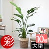 観葉植物 通販 ストレリチア・オーガスタ 10号 ツートーン鉢カバー付きセット 観葉植物 本物