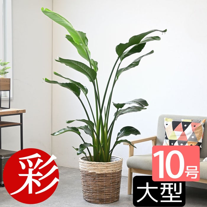 観葉植物 通販 ストレリチア・オーガスタ 10号 ツートーン鉢カバー付きセット 観葉植物 本物