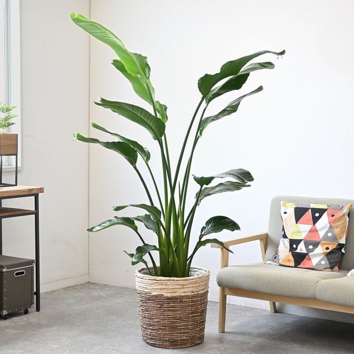 観葉植物 通販 ストレリチア・オーガスタ 10号 ツートーン鉢カバー付きセット 観葉植物 本物