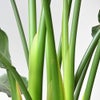 観葉植物 通販 ストレリチア・オーガスタ 10号 ツートーン鉢カバー付きセット 観葉植物 本物