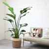 観葉植物 通販 ストレリチア・オーガスタ 10号 ツートーン鉢カバー付きセット 観葉植物 本物