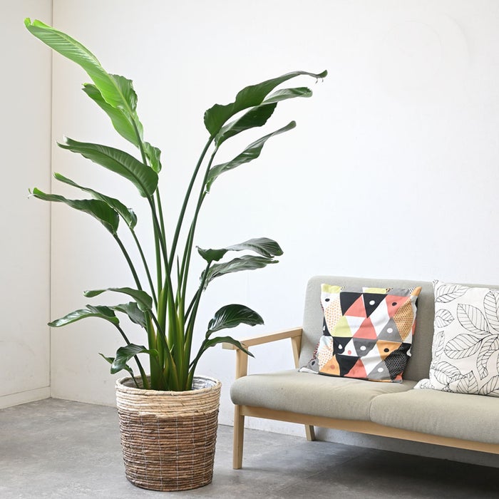 観葉植物 通販 ストレリチア・オーガスタ 10号 ツートーン鉢カバー付きセット 観葉植物 本物