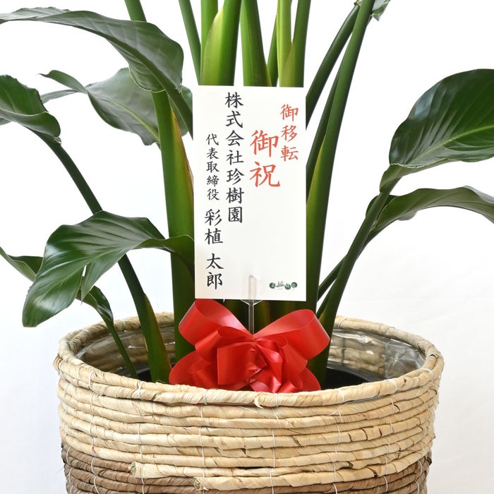 観葉植物 通販 ストレリチア・オーガスタ 10号 ツートーン鉢カバー付きセット 観葉植物 本物