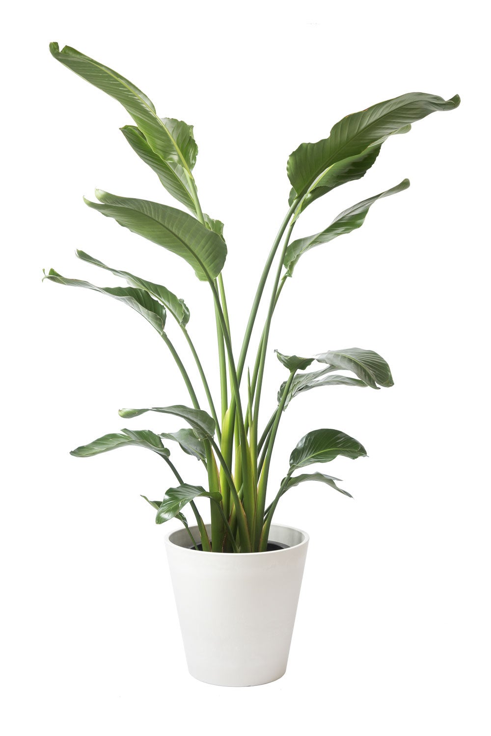 観葉植物 通販 ストレリチア・オーガスタ 10号 ガルボ鉢カバー付きセット 観葉植物 本物