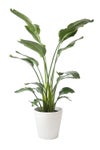 観葉植物 通販 ストレリチア・オーガスタ 10号 ガルボ鉢カバー付きセット 観葉植物 本物