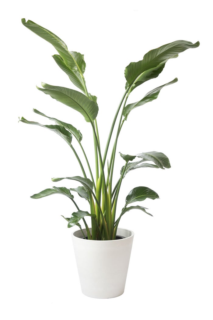 観葉植物 通販 ストレリチア・オーガスタ 10号 ガルボ鉢カバー付きセット 観葉植物 本物