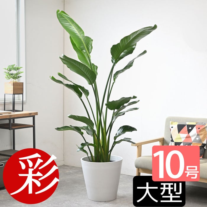 観葉植物 通販 ストレリチア・オーガスタ 10号 ガルボ鉢カバー付きセット 観葉植物 本物