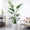 観葉植物 通販 ストレリチア・オーガスタ 10号 ガルボ鉢カバー付きセット 観葉植物 本物