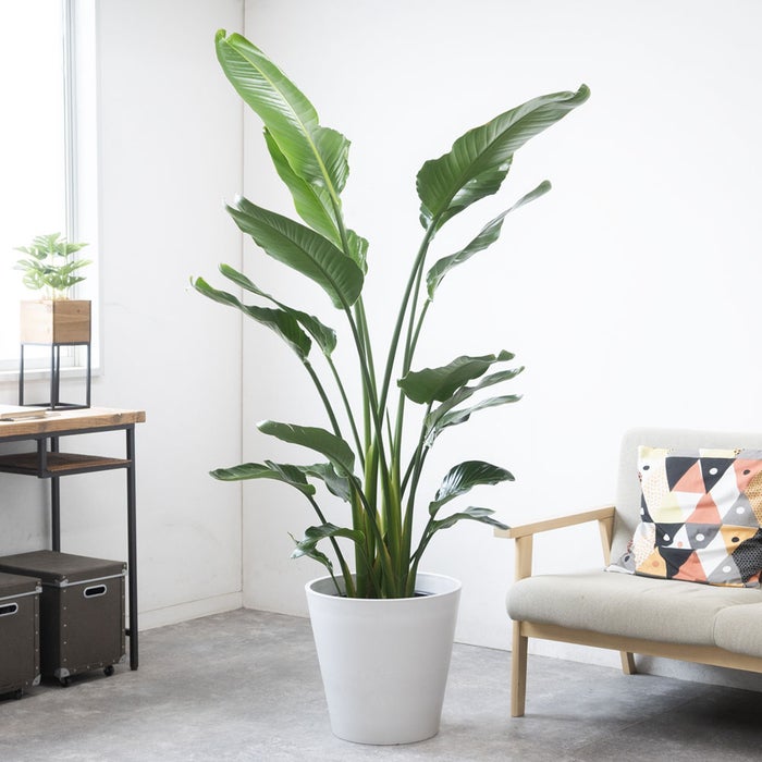 観葉植物 通販 ストレリチア・オーガスタ 10号 ガルボ鉢カバー付きセット 観葉植物 本物
