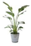 観葉植物 通販 ストレリチア・オーガスタ 10号 エコフレンドリーポット鉢カバー付きセット 観葉植物 本物
