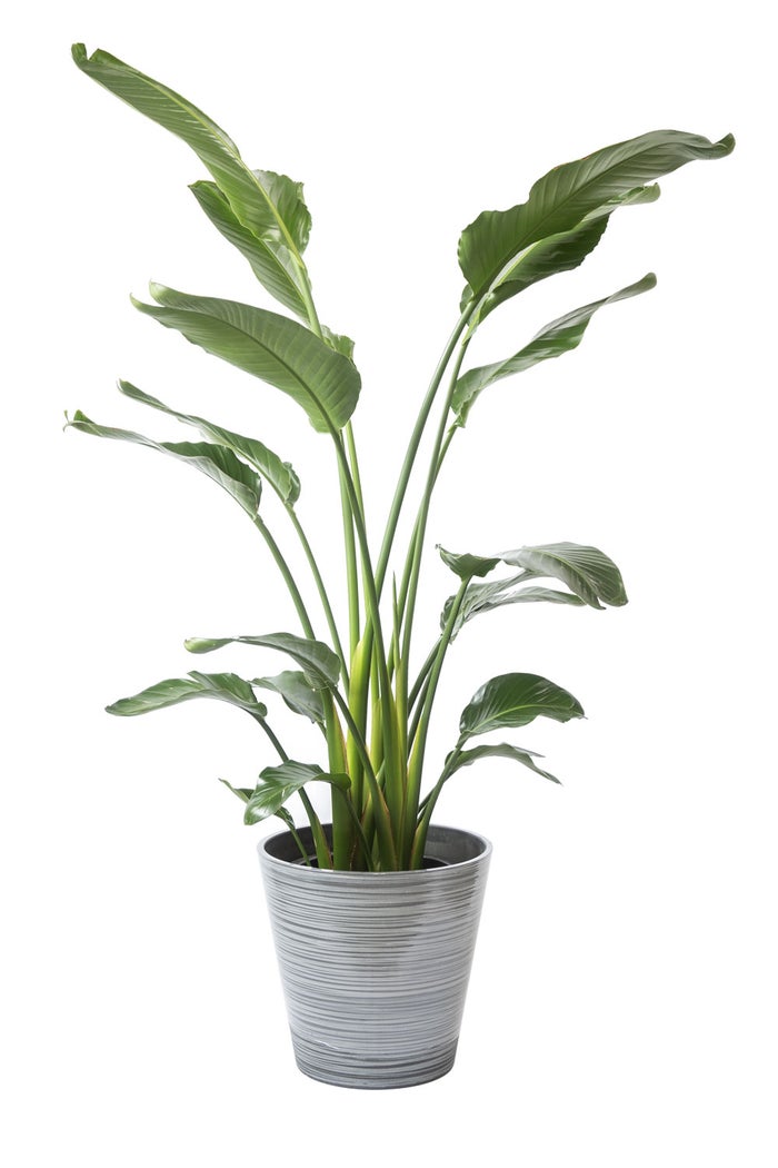 観葉植物 通販 ストレリチア・オーガスタ 10号 エコフレンドリーポット鉢カバー付きセット 観葉植物 本物