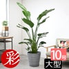 観葉植物 通販 ストレリチア・オーガスタ 10号 エコフレンドリーポット鉢カバー付きセット 観葉植物 本物