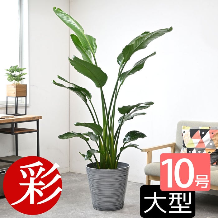 観葉植物 通販 ストレリチア・オーガスタ 10号 エコフレンドリーポット鉢カバー付きセット 観葉植物 本物