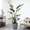 観葉植物 通販 ストレリチア・オーガスタ 10号 エコフレンドリーポット鉢カバー付きセット 観葉植物 本物