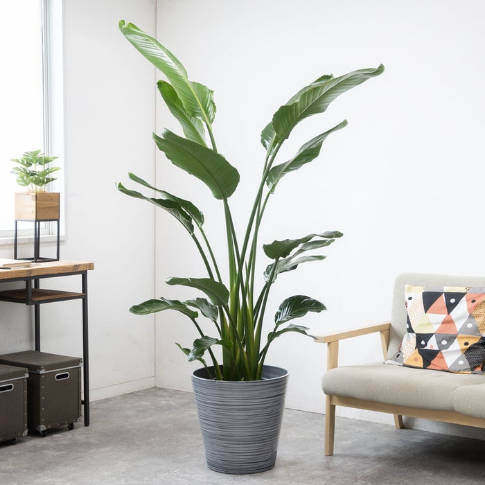 観葉植物 通販 ストレリチア・オーガスタ 10号 エコフレンドリーポット鉢カバー付きセット 観葉植物 本物
