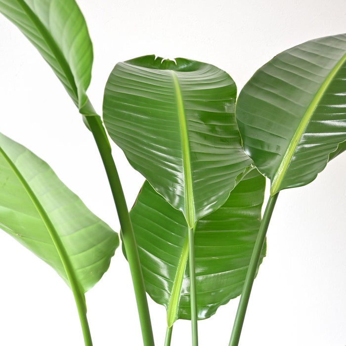 観葉植物 通販 ストレリチア・オーガスタ 10号 エコフレンドリーポット鉢カバー付きセット 観葉植物 本物