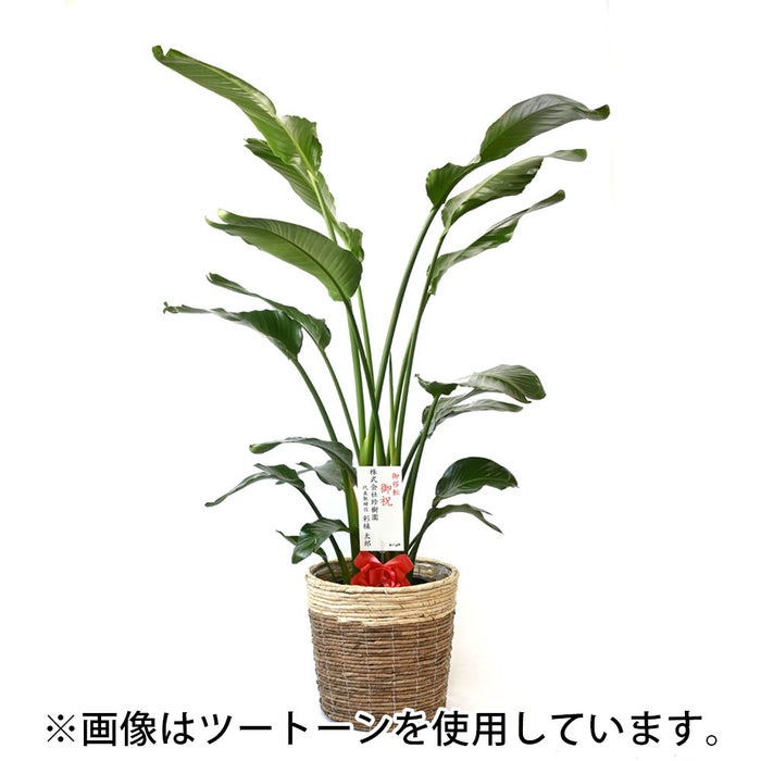 観葉植物 通販 ストレリチア・オーガスタ 10号 エコフレンドリーポット鉢カバー付きセット 観葉植物 本物