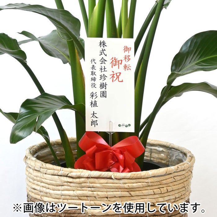 観葉植物 通販 ストレリチア・オーガスタ 10号 エコフレンドリーポット鉢カバー付きセット 観葉植物 本物