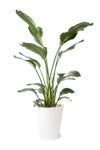 観葉植物 通販 ストレリチア・オーガスタ 10号 ファイバークレイ鉢カバー付きセット 観葉植物 本物